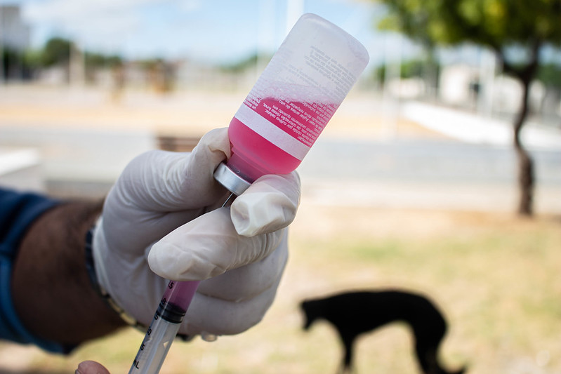 Vacina Antirrábica: Prefeitura de Juazeiro realiza Dia D de vacinação contra a raiva